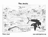 Coloring Tundra Arctic Pages Animals Artic Habitat Biome Animal Kids Printable Inuits Polar Mates Place Sheets La Clipart Colouring Les sketch template