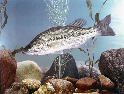 black bass freshwater gamefish predator britannica