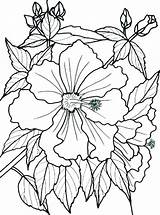 Coloring Pages Flowers Tropical Rainforest Flower Dementia Bougainvillea Adults Printable Patients Easy Print Adult Drawing Color Colouring Sheets Plants Book sketch template
