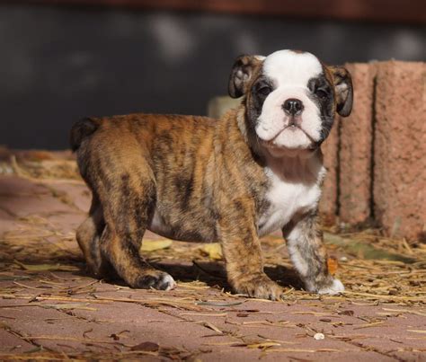 englische bulldoggen welpen suchen ein neues zu hause wernigerode