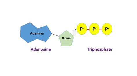 adp molecule function   atp  adp related  energy  function