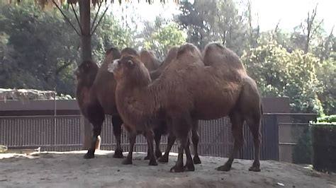 camello bactriano youtube