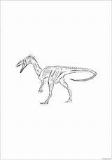 Coelophysis Dinosaur Bauri Pages Coloring Color sketch template