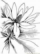 Magnolia Ausmalen Bilder Wasserfarben Supercoloring Für Henkes Erwachsene Natura Fiori sketch template