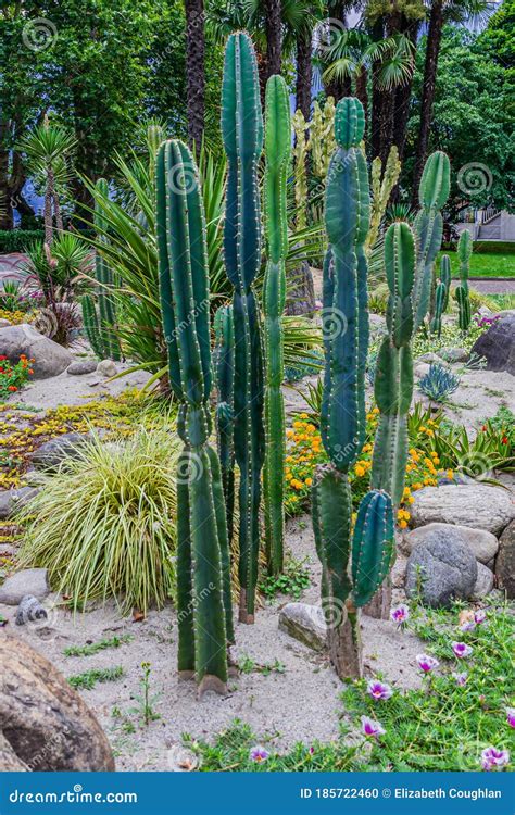 tall cacti cereus repandus  peruvian apple cactus stock photo