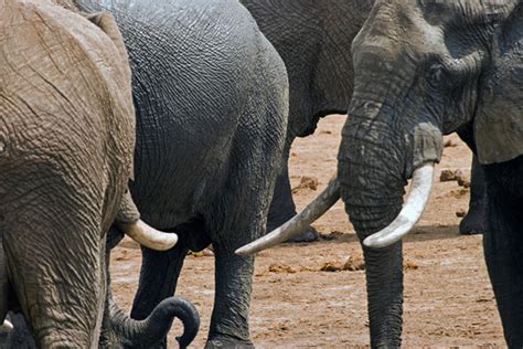 elephant  friends  hwange trust