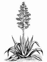 Agave Agavaceae Americana Agaves Mezcal Desierto Cactus Wild sketch template