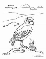 Coloring Burrowing Owl sketch template