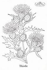 Thistle Embroidery Coloring Pattern Patterns Vintage Scottish Template Thistles Flower French Flowers Botanical Knots Prints Scotch Poppies Outline Pages Stencils sketch template