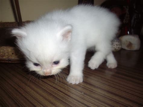 white doll face persian kittens cats  soooo cute funny cat pictures cat pics cute cats