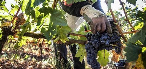 La Vendimia Se Generaliza En Rioja Con Una Evolución Muy