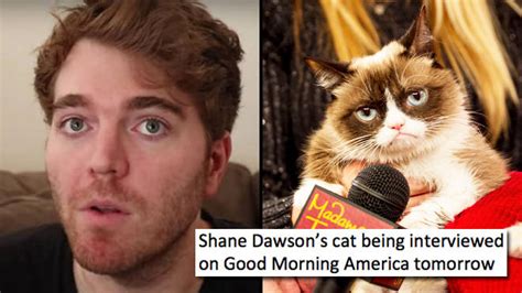 the funniest shane dawson cat memes will scar you for life