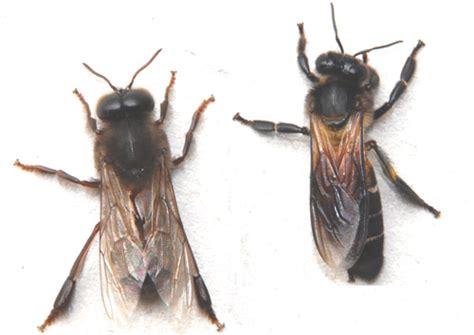 Giant Honey Bee Apis Dorsata