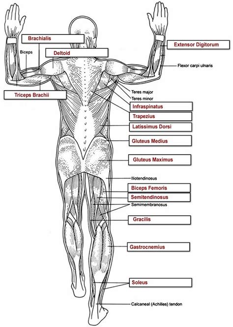 images  muscular anatomy  pilates  pinterest thighs pilates moves  pilates