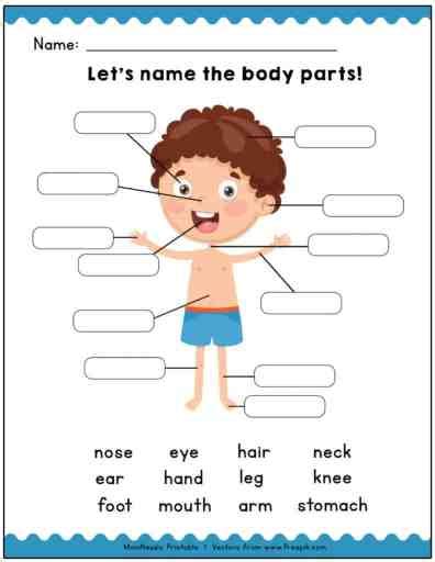 identify  body parts learning worksheets httpstribobotcom