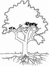 Roots Arbol Colorear Root Arbre Dibujos sketch template