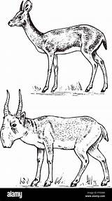 Saiga Doe Dik Antelope Mammals Antelopes sketch template