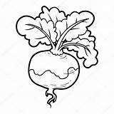 Turnip Coloring Vegetables Book Vector Stock sketch template