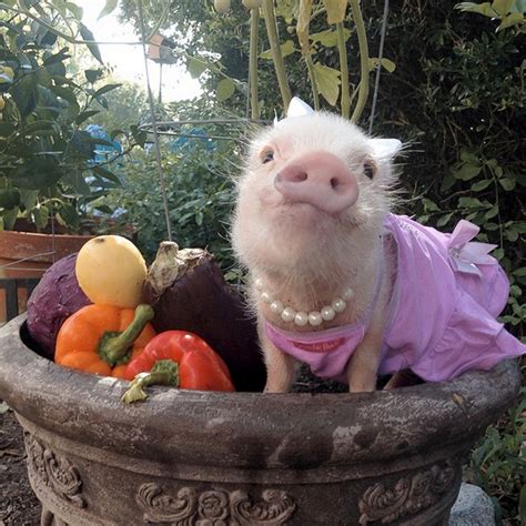 cute mini pigs play dress   image  abc news