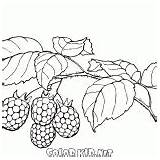Colorkid Frambuesas Maliny Przyroda Raspberries Lamponi Baies Framboises Framboesas Bagas Bacche Urogallo Coloriages sketch template