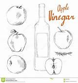 Cider Vinegar sketch template