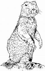 Prairie Prarie Suggestions Mammals Squirrels Designlooter sketch template