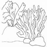 Coloring Pages Coral Drawings Pencils Colored Colouring Pilih Papan sketch template