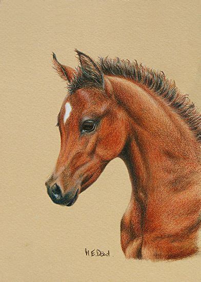 horse colour drawing coloring pages
