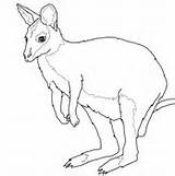 Kangaroo Coloring Wallaby Pages Tree Drawing Kids Kangaroos Getdrawings Necked Baby Red sketch template