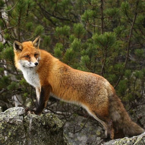 animals fox pose
