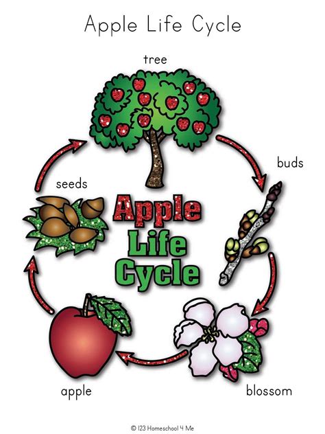 apple life cycle printable worksheets