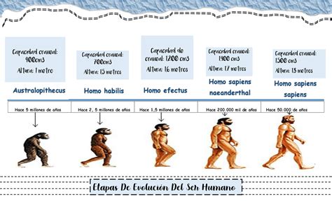 Etapas De La Evolucion Del Ser Humano Timeline Timetoast Timelines Images