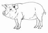 Pig Drawing Realistic Pigs Google Coloring Pages Drawings Search Craft sketch template