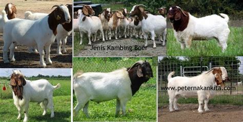 jenis kambing ternak  indonesia peternakankitacom
