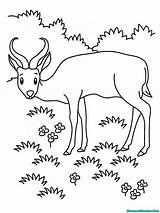 Grassland Antelop Mewarnai Gnu Pages Antylopa Pintar Pintarcolorir Antelope Kolorowanka Antilope Halaman Mamydzieci sketch template