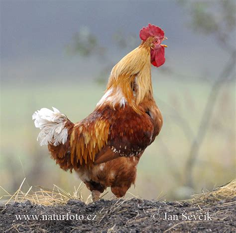 domestic fowl  domestic fowl images nature wildlife pictures