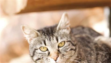 La tinea capitis, altrimenti detta tigna dei capelli, è un'infezione micotica altamente contagiosa a carico del cuoio capelluto, in cui si assiste ad una . Il Gatto ha la forfora? Cause e soluzioni | Mondopets.it