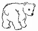 Osos Mewarnai Pintar Oso Beruang Anak Omnivoros Polar Caricaturas Paud Ursos Animais Cultura Animalitos Pelos Tk Iluminar Pintarcolorir Ausmalbilder Bär sketch template