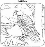 Eagle Bald Coloring Pages Drawing Printable Color American Clipart Line Animals Scout Eagles Getdrawings Printables Print sketch template