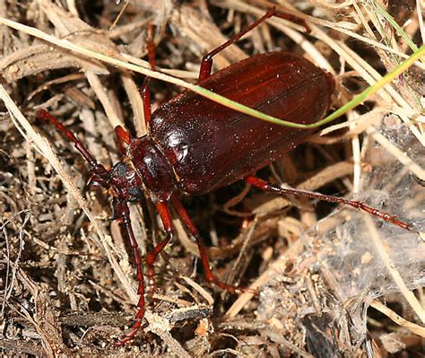 large reddish brown beetle prionus californicus bugguidenet