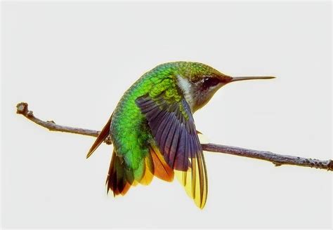 hummingbird colors photograph  carmen macuga fine art america