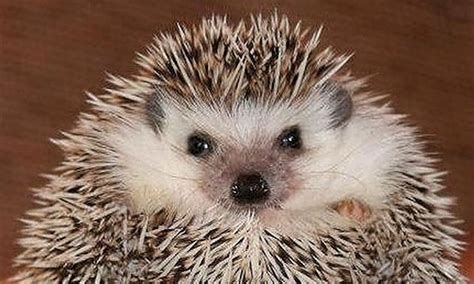 hedgehogs  spikes meet    real  spiky animals