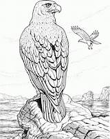 Coloring Eagle Golden Pages Eagles Popular sketch template