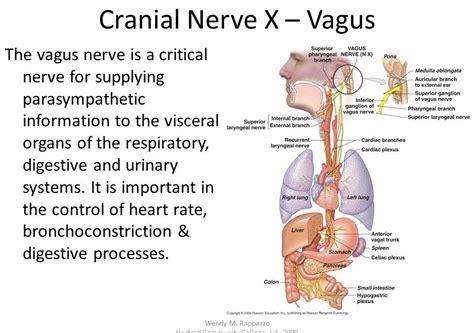 turn on your vagus nerve with pleasure therapy for functional medical