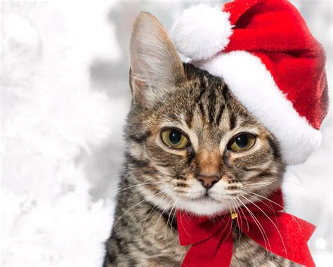 christmas cat wallpapers  images wallpapers pictures