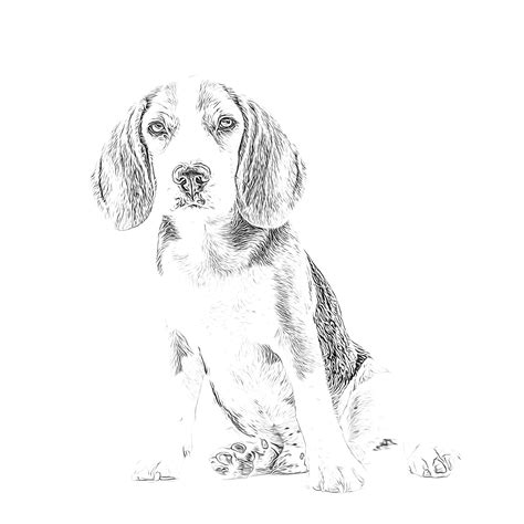 beagle coloring page dog adult coloring page realistic  etsy