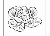 Coloring Cabbage Pages Getcolorings sketch template