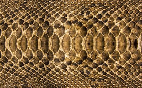 brown snake skin reptile skin macro snake skin textures brown snake leather backgrounds hd
