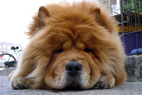 chow chow dog breed information   dogs