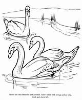 Cisnes Angsa Swan Sketsa Nadando Berpasangan Hewan Bird Honkingdonkey Mewarnai Tudodesenhos sketch template